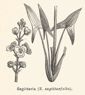 Sagittaria - 1930 Xilografia D'epoca - Vintage Engraving - Gravure - Advertising