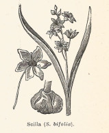 Scilla Bifolia - 1930 Xilografia D'epoca - Vintage Engraving - Gravure - Publicités