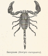 Scorpione - Scorpio Europaeus - 1930 Xilografia - Old Engraving - Gravure - Publicités