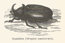 Scarabeo - Orcytes Nasicornis - 1930 Xilografia - Old Engraving - Gravure - Publicidad