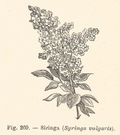 Siringa - Syringa Vulgaris - 1930 Xilografia - Vintage Engraving - Gravure - Advertising