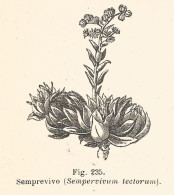 Semprevivo - Sempervivum Tectorum - 1930 Xilografia - Engraving - Gravure - Reclame
