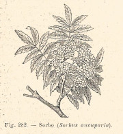 Sorbo - Sorbus Aucuparia - 1930 Xilografia - Vintage Engraving - Gravure - Advertising