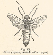 Sirice Gigante - Sirex Gigas - 1930 Xilografia - Old Engraving - Gravure - Pubblicitari