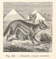 Sciacallo - Canis Aureus - 1930 Xilografia - Vintage Engraving - Gravure - Publicités