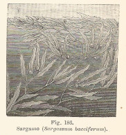 Sargasso - Sargassum Bacciferum - 1930 Xilografia - Engraving - Gravure - Advertising