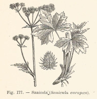 Sanicola - Sanicula Europaea - 1930 Xilografia - Old Engraving - Gravure - Pubblicitari