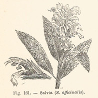 Salvia Officinalis - 1930 Xilografia D'epoca - Vintage Engraving - Gravure - Publicités