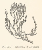 Salicornia Herbacea - 1930 Xilografia Epoca - Vintage Engraving - Gravure - Pubblicitari