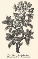 Rododendro - Rhododendron Hirsutus - 1930 Xilografia - Engraving - Gravure - Publicidad