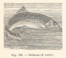 Salmone Salar - 1930 Xilografia D'epoca - Vintage Engraving - Gravure - Reclame