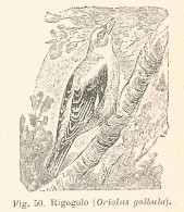 Rigogolo - Oriolus Galbula - 1930 Xilografia - Vintage Engraving - Gravure - Publicités