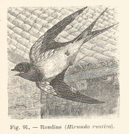 Rondine - Hirundo Rustica - 1930 Xilografia - Vintage Engraving - Gravure - Publicités