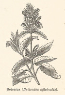 Betonica - Bettonica Officinalis - 1924 Xilografia - Engraving - Gravure - Publicités