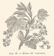 Ribes Rubrum - 1930 Xilografia D'epoca - Vintage Engraving - Gravure - Advertising