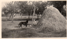 Photographie Vintage Photo Snapshot Meule Foin Chien Dog Femme Campagne - Autres & Non Classés