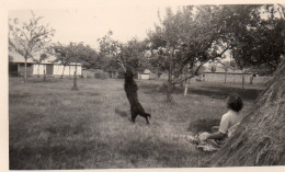 Photographie Vintage Photo Snapshot Meule Foin Chien Dog Femme Campagne - Autres & Non Classés