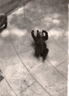 Photographie Vintage Photo Snapshot Suisse Ours Bear - Andere & Zonder Classificatie