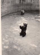 Photographie Vintage Photo Snapshot Suisse Ours Bear - Andere & Zonder Classificatie