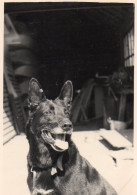 Photographie Vintage Photo Snapshot Chien Dog Pet - Other & Unclassified