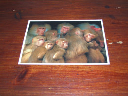 76502-           APEN / APES / AFFEN / SINGES / SIMIOS - Monkeys