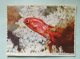 Chromo Image MYRIPRITIS MURDJAN N° 53 COLLECTION ALBUM OCEANOGRAPHIQUE REINETTE - Poisson 1963 - Other & Unclassified