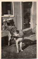 Photographie Vintage Photo Snapshot Chien Dog Berger Allemand - Autres & Non Classés