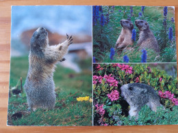 Images De Montagne - Les Marmottes - Autres & Non Classés