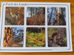 Images De La Forêt  Des Landes - Ecureuil - Biche - Sonstige & Ohne Zuordnung