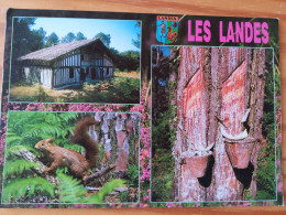 Images De La Forêt  Des Landes - Ecureuil - Ferme - Sonstige & Ohne Zuordnung
