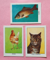 Lot 3 Chromos Images Beurre L. Lescure Claix Charente - Lait Ste-Anne / Chat Carpe Poule - Nestlé