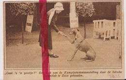 Zeist - Tentoonstelling Honden Door Ierse Setterclub - Orig. Knipsel Coupure Tijdschrift Magazine - 1925 - Non Classés