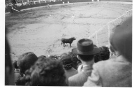 Photographie Vintage Photo Snapshot Biarritz Corrida Septembre 1952 Arène  - Other & Unclassified