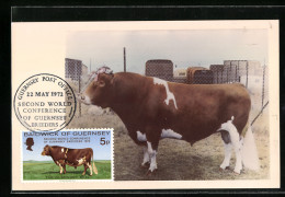 Maximum-AK Guernsey Bull  - Other & Unclassified
