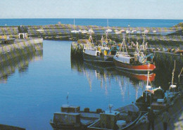 Seahouse Harbour - Northumberland, Unused Postcard - Andere & Zonder Classificatie