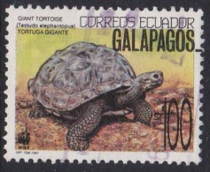 Galapagos Giant Tortoise (Testudo Elephantopus) - 1991 - Equateur