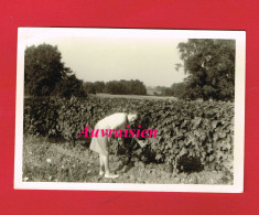 [16] Charente 1 Photo Papier Format 9 Cm X 13 Cm... SAINT MEME LES CARRIRES Les Vignes ... - Plaatsen