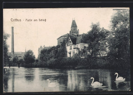 AK Cottbus, Schloss Mit Schwänen  - Cottbus