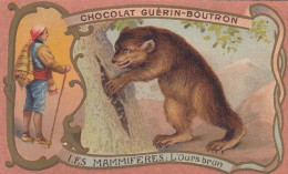 CHROMO CHOCOLAT GUERIN BOUTRON - L'OURS BRUN - SERIE LES MAMMIFERES - Guérin-Boutron