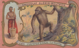 CHROMO CHOCOLAT GUERIN BOUTRON - LE GORILLE - SERIE LES MAMMIFERES - Guérin-Boutron