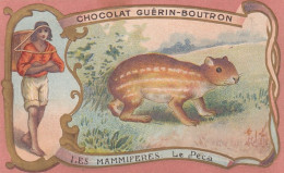 CHROMO CHOCOLAT GUERIN BOUTRON - LE PECA - SERIE LES MAMMIFERES - Guerin Boutron