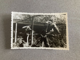 Birds In A Zoo Carte Postale Postcard - Oiseaux