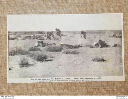 In Africa Nel 1941 Nel Deserto Tra Tobruk E Sollum Soldati D'Italia WW2 Guerra - Sonstige & Ohne Zuordnung