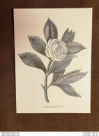 Gardeniaflorida Botanica Stampa Nel 1896 - Vor 1900