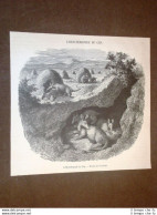 Gravure Année 1872 L'Oryctéropode Du Cap - Ante 1900