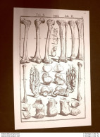 Ossa Umane #2 Tavola Anatomica Litografia Giulio Cesare Casseri 1627 Ristampa - Autres & Non Classés