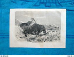 Gravure Année 1863 - Chasse Aux Eléphants - Caccia Agli Elefanti - Avant 1900