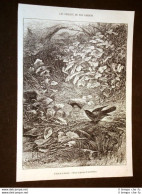 Uccelli Ed Ornitologia Nel 1871 La Fauvette O Uccello Canoro - Avant 1900