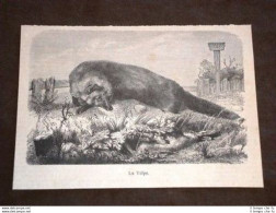 La Volpe Animale Animali - Avant 1900