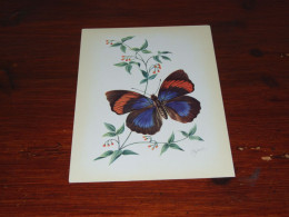 76535- VLINDERS / BUTTERFLIES / PAPILLONS / SCHMETTERLINGE / FARFALLAS / MARIPOSAS / UNUSED CARD - Butterflies